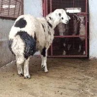 گوسفند ،۱ عدد قوچ بره خال سیاه