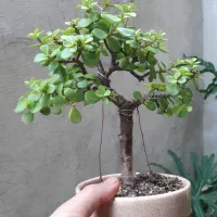 بونسای ژاپنی|گل و گیاه طبیعی|رشت, باهنر|دیوار