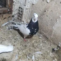 کبوتر رنگه  پشت کاکلی ساده سینه|پرنده|قوچان, |دیوار