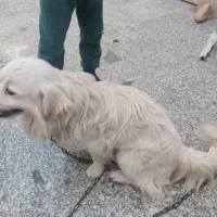 سک پشمی|سگ|اهواز, کوی مهدیس|دیوار