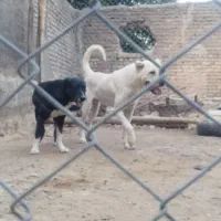 واگذاری سگ سرابی گله ای نگهبان