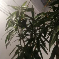 درختچه|گل و گیاه طبیعی|تهران, ازگل|دیوار