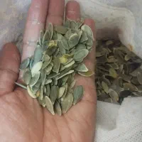 مغز کدو