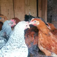 ۱۶ عدد جوجه ۸۰روز دارم معاوضه دارم بامرغ