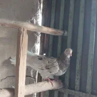 پرشی نر|پرنده|قم, باغ کرباسی|دیوار