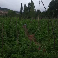 قطعه زمین..بانوشهر۱ساعت فاصله داره