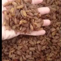 کشمش ۳۴۱ گلدن کارتنی