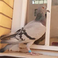 کبوتر پلاکی