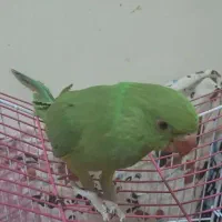 فروش طوطی ملنگو