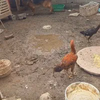 واگذاری یک جفت سگ ژرمن شولاین|سگ|قائم‌شهر, |دیوار