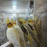 خرید و فروش عروس هلندی و کوتوله