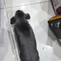 ۲عدد خرگوش نر لوپ