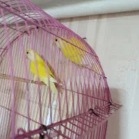 طوطی برزیلی کار داده