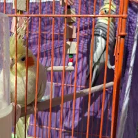 یک جفت عروس بالغ|پرنده|سبزوار, فرهنگیان|دیوار