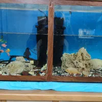 دو عد اکواریوم زیر قیمت