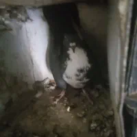 معاوضه|پرنده|جیرفت, |دیوار