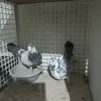 بعلت نداشتن جا|پرنده|محمدیه-قزوین, |دیوار