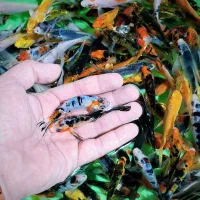 ماهی کوی|ماهی|نجف‌آباد, امیرآباد|دیوار