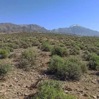 بز ، گوسفند