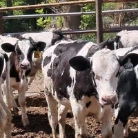 ۱۷راس گوساله نر هلیشتاین ۱۳۰کیلو درجه یک