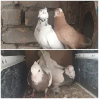 کبوتر|پرنده|چادگان, |دیوار