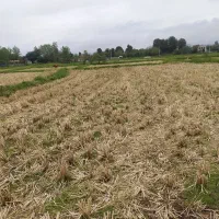 زمین مزروعی به متراژ ۴۰۴۷