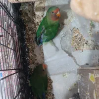 کوتوله بریزی