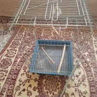 قفس عروس هلندی