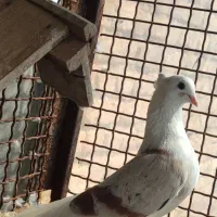 نروماده خوشونه اصیل