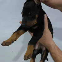 سگ دبرمن|سگ|کرج, گوهردشت|دیوار