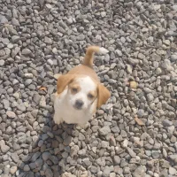 فروش سگ|سگ|مزرعه کتول, |دیوار