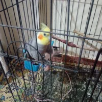 فروش عروس هلندی