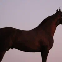 اسب اصیل عرب|اسب و تجهیزات اسب‌سواری|یزد, |دیوار