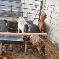 دو بز و دو بزغاله به فروش می‌رسد