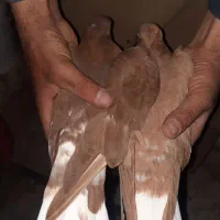 کفتر دوتا دمسفید زرد وسرخ جوجه یک اقول