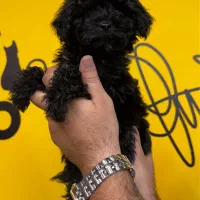 سگ پودل توی|سگ|تهران, باغ فیض|دیوار