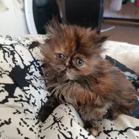 واگذاری گربه پرشین چین چیلا|گربه|اصفهان, ملکشهر|دیوار