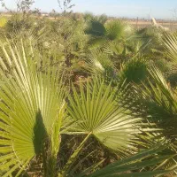زمین-کشاورزی-مخصوص-گل-خانه