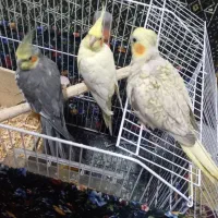 چهار عدد عروس هلندی دو نر دو ماده