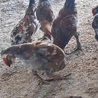 ۱۰ عدد خروس گلین مرغ گیر