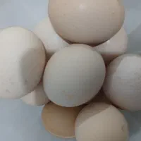 تخم مرغ نطفه دار