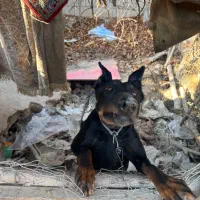 سگ دوبرمن اصیل|سگ|وحیدیه, |دیوار