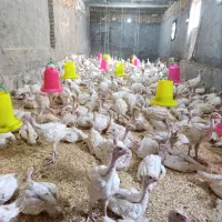 جوجه بوقلمون بیوتی فوق سنگین 45 روزه