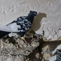 کفتر یا کبوتر سینه سیاه قیمت مناسب|پرنده|قزوین, |دیوار