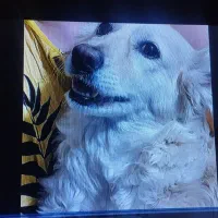 اجاره اتاق.خوابگاه.همخونه خانم.پانسیون.کیانپارس|اجارهٔ آپارتمان|اهواز, کیانپارس |دیوار