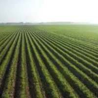 اجاره زمین کشاورزی