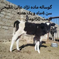 فروش گوساله و گاو هلشتاین|حیوانات مزرعه|بیرجند, |دیوار