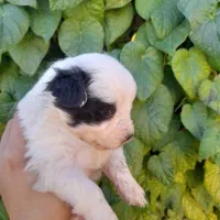 توله سگ شیتزو|سگ|زرند, |دیوار