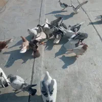 یک دسته کفتر برای یک بوم|پرنده|الوند, |دیوار