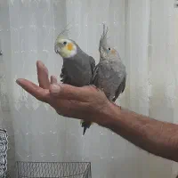 جفت عروس هلندی|پرنده|جیرفت, |دیوار